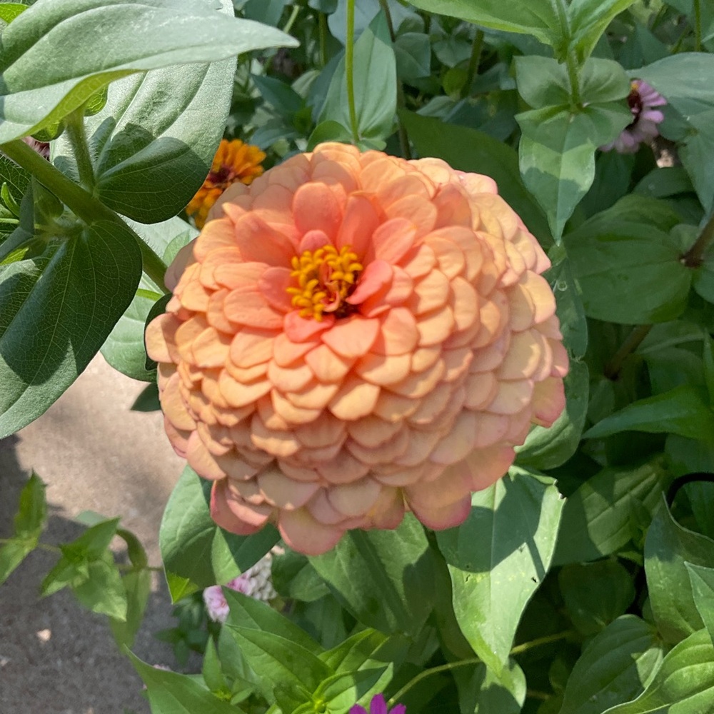 💜 - Picture 2 of 16